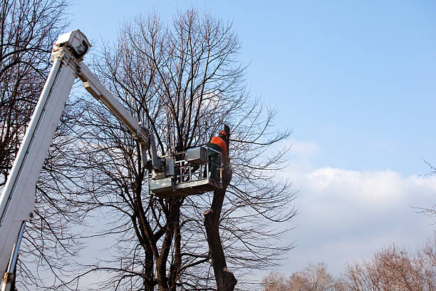 Trusted Hastings, PA Tree Care Experts